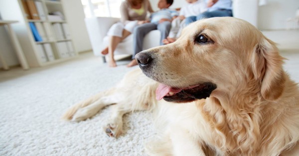 Quer ter um cão num apartamento? 10 coisas que vai querer saber.